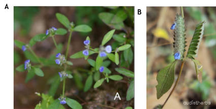 Rungia pectinata fullplant8.png